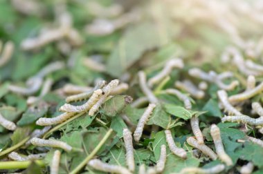 ipekböceği yemek bir dut yaprağı.