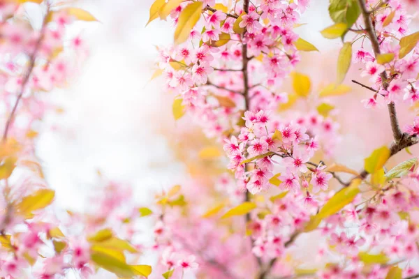 Piękne dzikie Himalayan Cherry Blossom w Phu Lom Lo — Zdjęcie stockowe