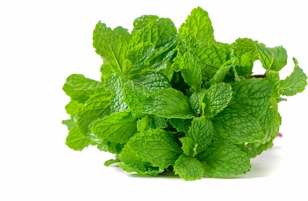 Daun mint terisolasi di latar belakang putih, — Stok Foto