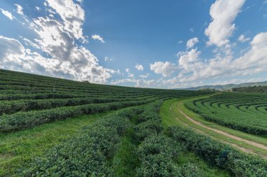 beyaz bulut mavi gökyüzü ve güneş ışığı ile çay plantasyon.