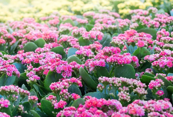 庭で美しいピンク カランコエの花 — ストック写真