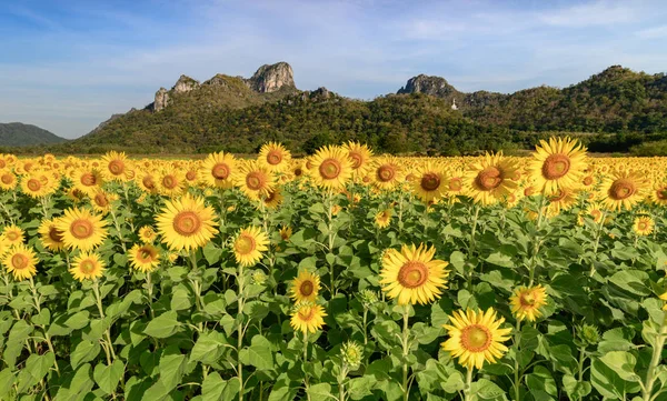 Hermosos campos de girasol con fondo de montaña —  Fotos de Stock