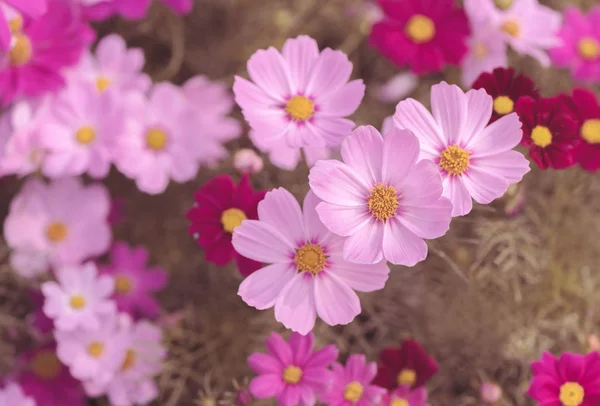 Beautiful Pink Cosmos Flower Garden Selective Focus Copy Space Text — Stock Photo, Image