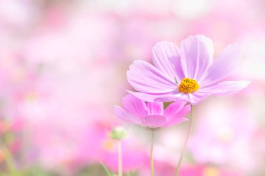 Güzel pembe Cosmos Çiçek bahçesinde 