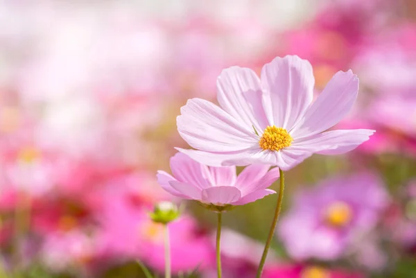 Vacker rosa kosmos blomma i trädgården — Stockfoto