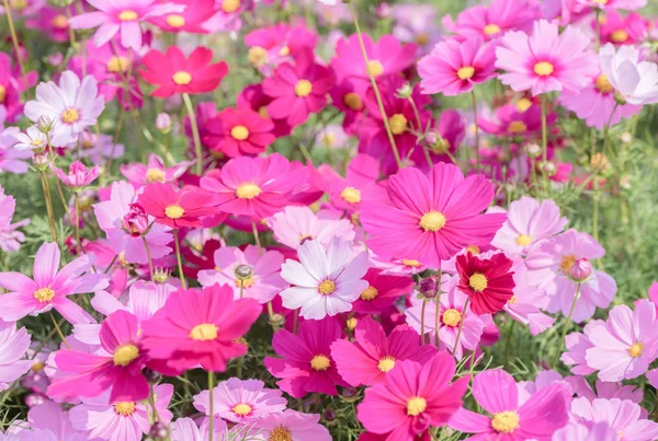 Piękne Cosmos różowy kwiat w ogrodzie — Zdjęcie stockowe