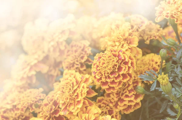 ハイブリッド黄色いマリーゴールド花の庭 — ストック写真