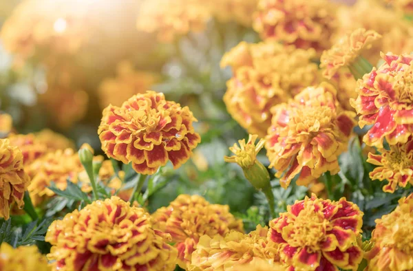 Schöne Ringelblume mit Sonnenlicht — Stockfoto