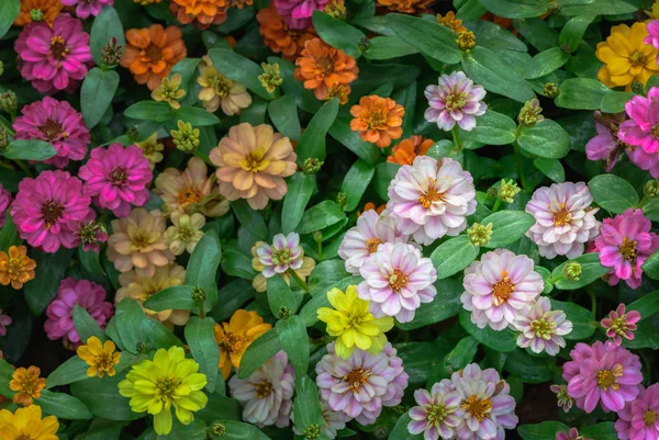 Renkli Zinnia violacea Çiçek bahçesinde — Stok fotoğraf