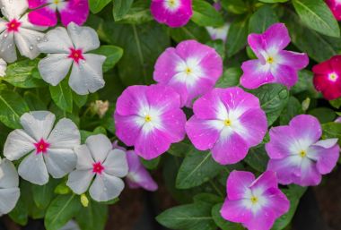 West indian periwinkle or Madagascar Periwinkle 