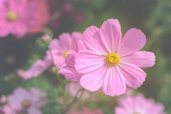 Beautiful pink cosmos flower in garden on top view, — Stock Photo, Image