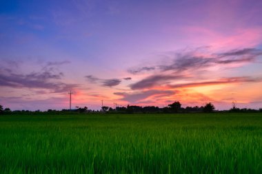 alacakaranlık gökyüzü paddy alan ile 