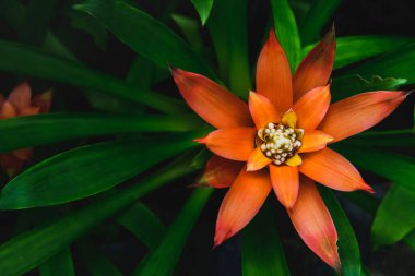 Beautiful red Bromeliad flower on top view,  clipart