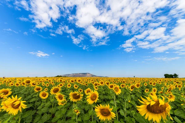 Belo campo de girassol no verão com céu azul — Fotografia de Stock