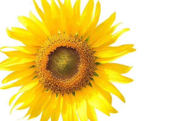 Beautiful sunflower isolated on white — Stock Photo, Image
