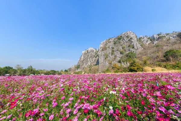 stock image Beautiful pink cosmos field with