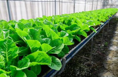 Organik çiftlikte Marul veya Romaine Marul 