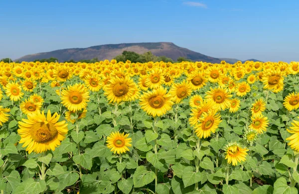 Prachtige zonnebloemenveld in de zomer met blauwe lucht — Stockfoto