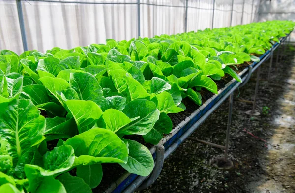 Cos Lettuce or Romaine Lettuce in organic farm