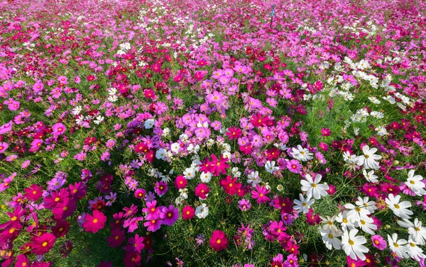 山頂展望台のコスモス畑に咲く美しいコスモス — ストック写真