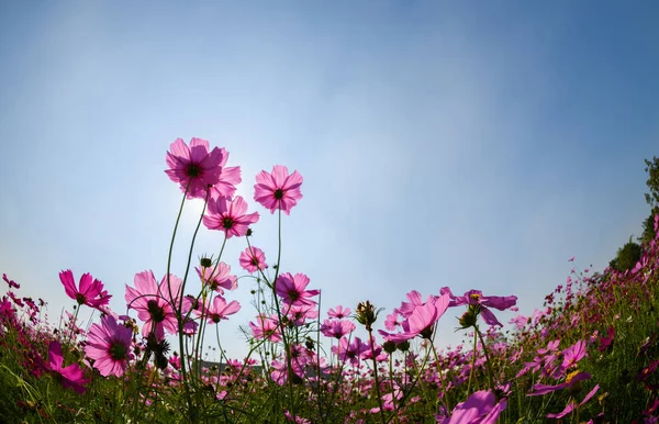 Beautiful pink cosmos with sun light on blue sky background, — Stock Photo, Image