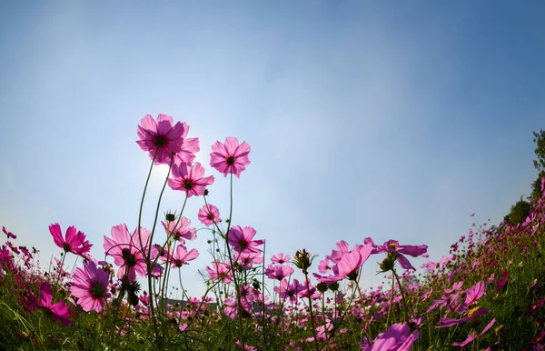 Schöner rosa Kosmos mit Sonnenlicht auf blauem Himmelshintergrund, — Stockfoto