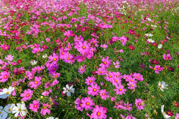 コスモス畑に咲く美しいコスモス — ストック写真