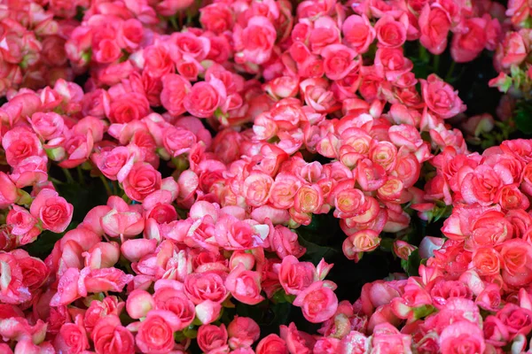 Belle fleur de Bégonia rouge fleurissant dans le jardin , — Photo