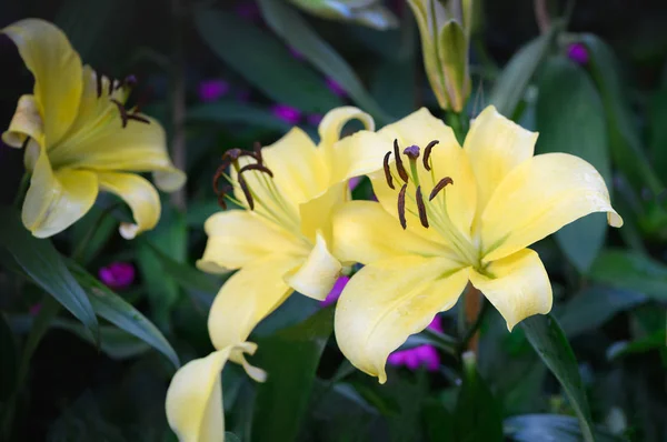 Vacker gul lilja blommar i trädgården, — Stockfoto