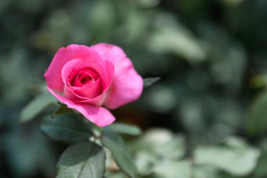 Bahçedeki güzel pembe gül, 