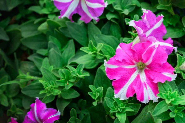 Beautiful pink Petunia flower blooming in garden, — Stock Photo, Image