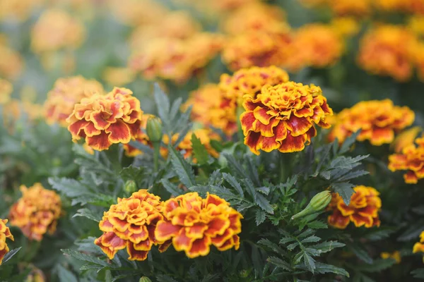 Beautiful Yellow Red Mexican Marigold Flower Blooming Garden Nature Background — Stock Photo, Image