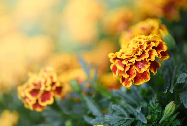 Beautiful Yellow and red Mexican marigold flower blooming in garden, nature background