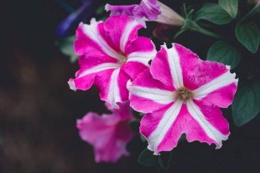 Klasik tonda pembe Petunia çiçeği, doğa arkaplan kavramı