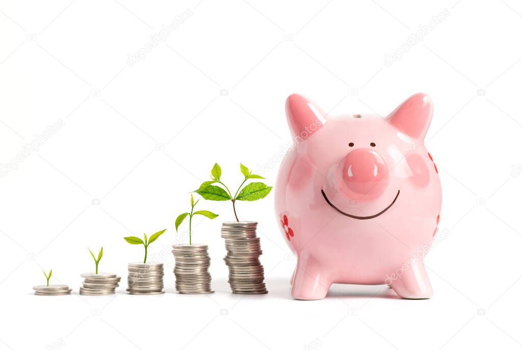 Growing Money - Plant On Coins with pink piggy bank isolated on white background- Finance And Investment Concept