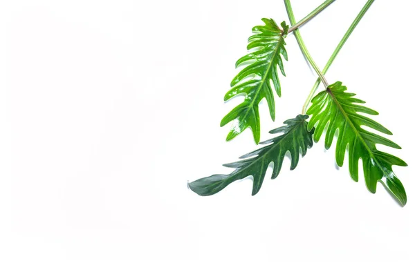 Hojas Philodendron Xanadu Aisladas Sobre Fondo Blanco Espacio Para Copiar — Foto de Stock