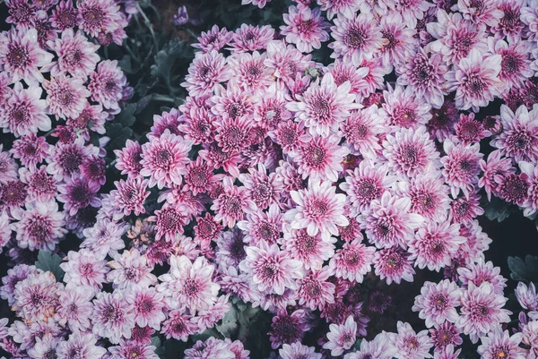 ヴィンテージトーンのピンク菊の花 トップビュー — ストック写真
