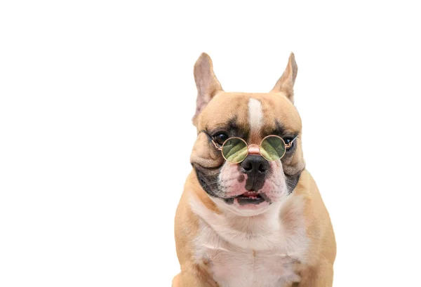 Cute Brown French Bulldog Wear Sunglasses Isolated White Background Clipping — Stock Photo, Image