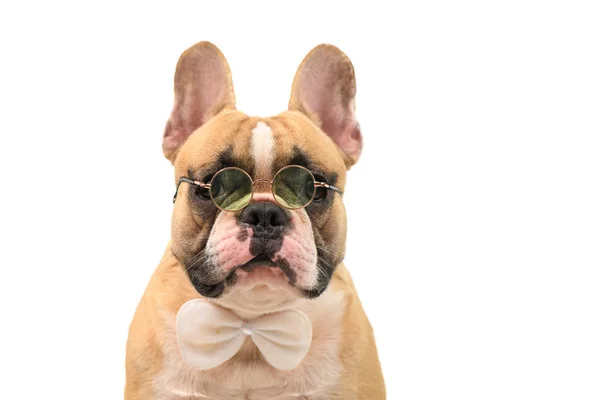 Portret Van Schattige Bruine Franse Bulldog Slijtage Bril Geïsoleerd Witte — Stockfoto