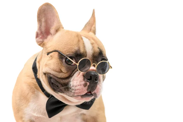 Portret Uroczy Brązowy Buldog Francuski Nosić Okulary Przeciwsłoneczne Czarny Muszka — Zdjęcie stockowe