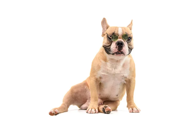 Cute Brown French Bulldog Wear Sunglasses Isolated White Background Pet — Stock Photo, Image