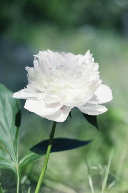 Soyut çiçek portre