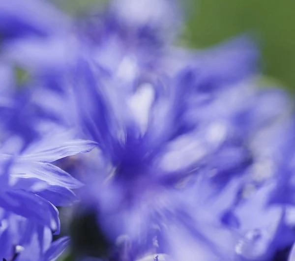 Abstract Flower Closeup — Stock Photo, Image