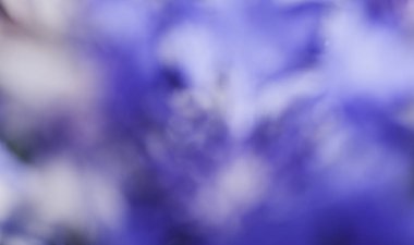 Soyut çiçek portre