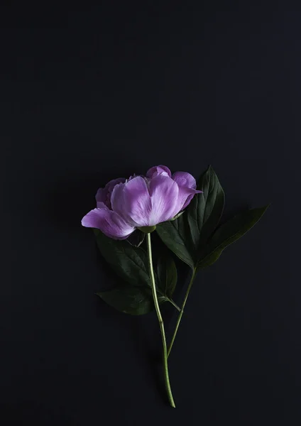 꽃 테두리 상단 보기 — 스톡 사진