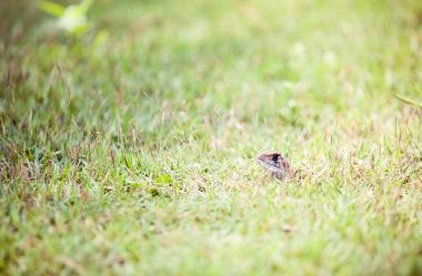 Çimlerde kertenkele