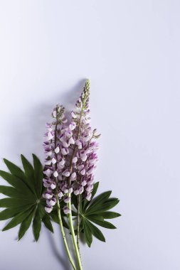 Çiçek sınır Üstten Görünüm