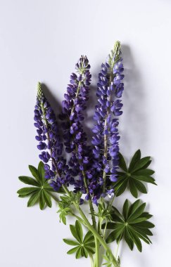 Çiçek sınır Üstten Görünüm