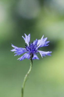 Soyut çiçek portre