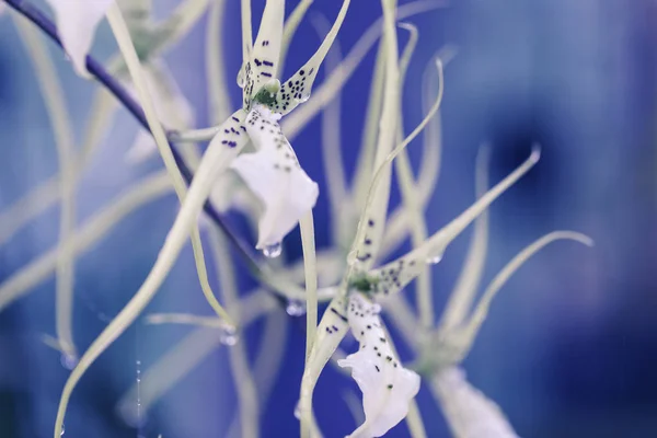 Flower Macro Shot — Stock Photo, Image